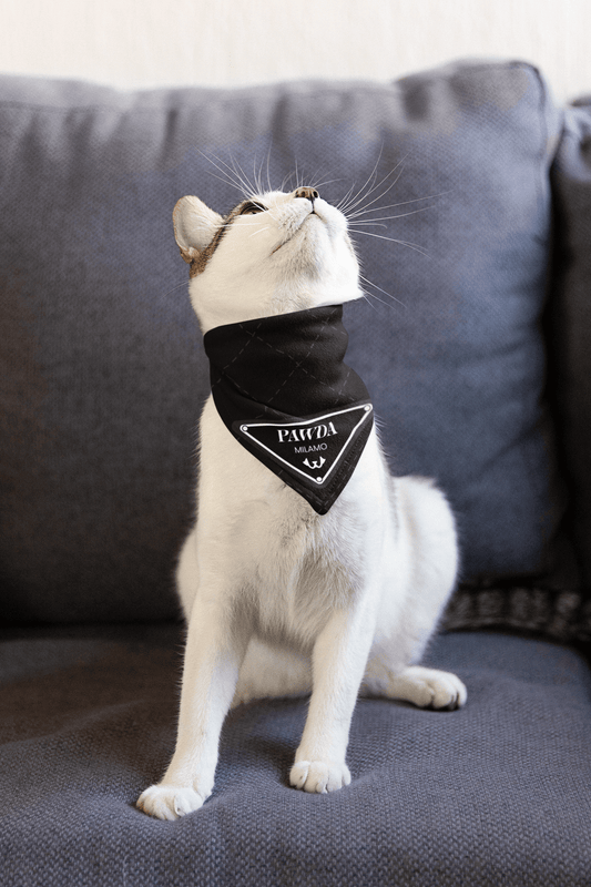PAWDA For Cats